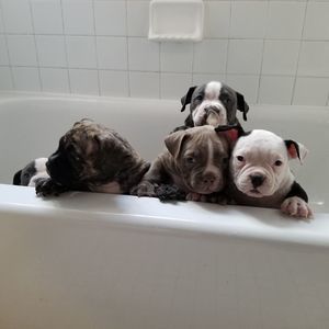 Meet your Posher, Ron